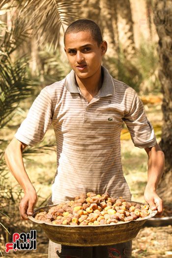  أحد الشباب يشارك فى حصاد البلح